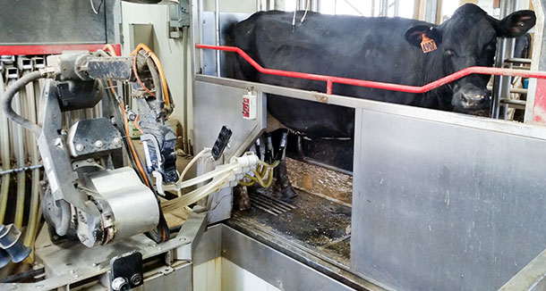 automatic milking system