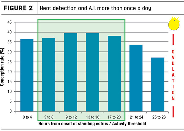 Figure 2 Inseminating cows more than once a day
