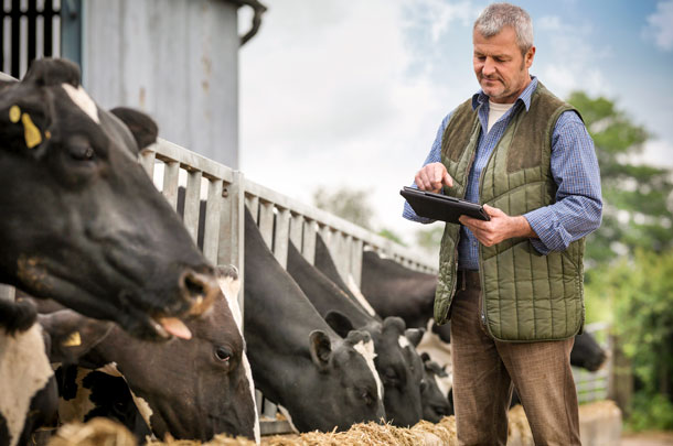 tablet cows cargill