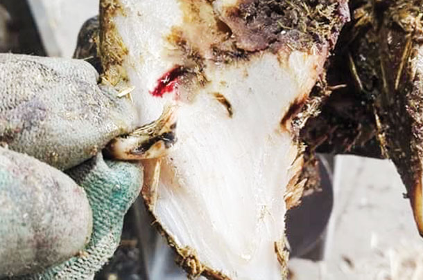 tooth