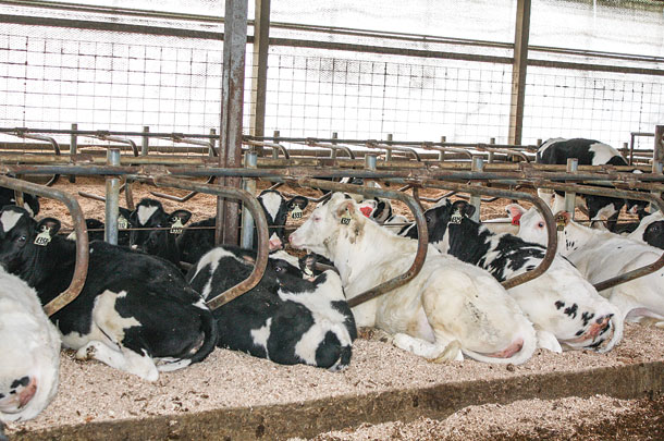 Changing sand bedding with sawdust bedding made a big difference
