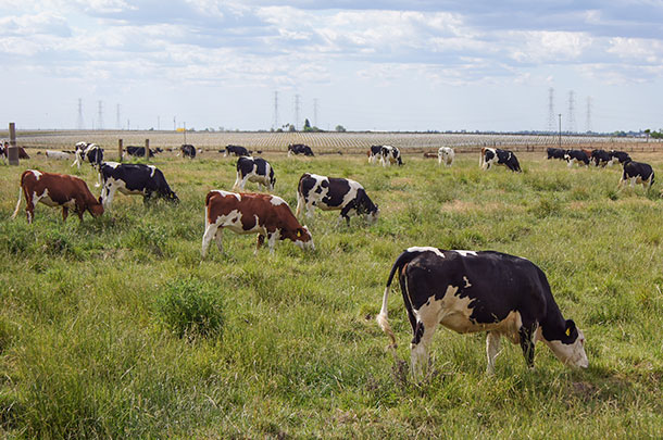 cows in a field