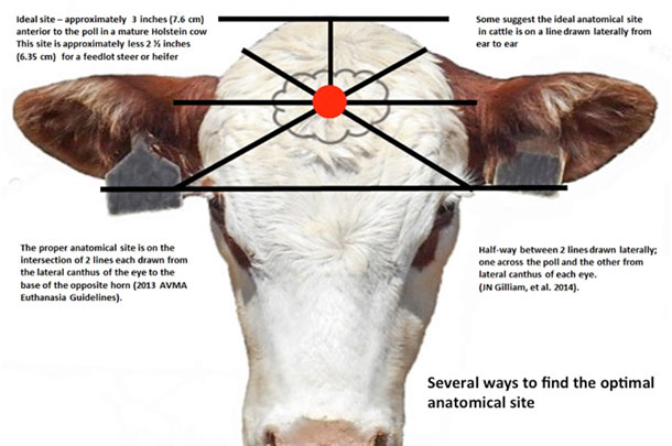 cattle euthanasia chart