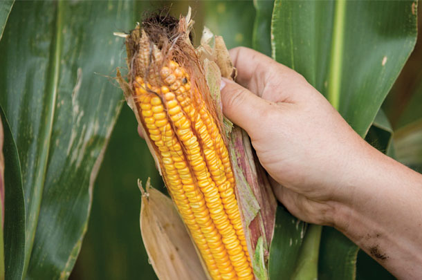 New genetics provide a softer kernel