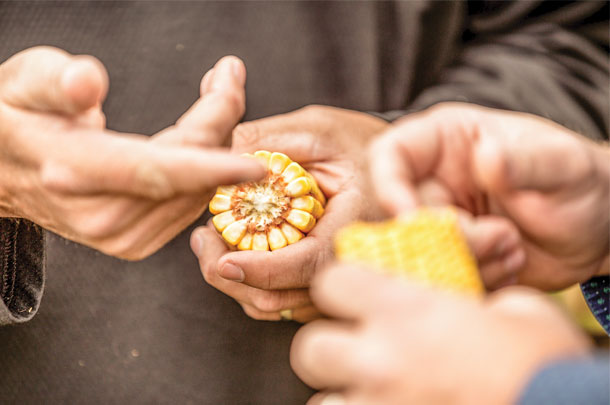 A softer kernel increases starch digestibility