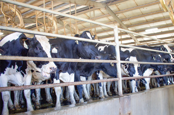 Cow in the holding pen