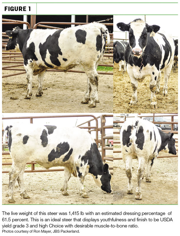 case study exercise #1 holstein coat color