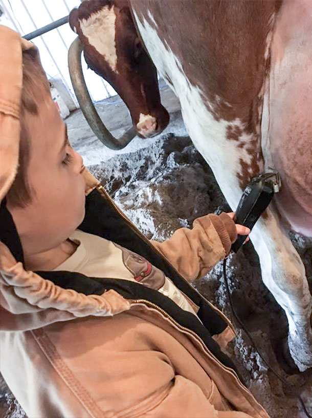 kid clipping cow