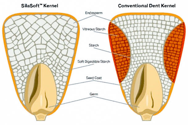 SilaSoft kernel technology