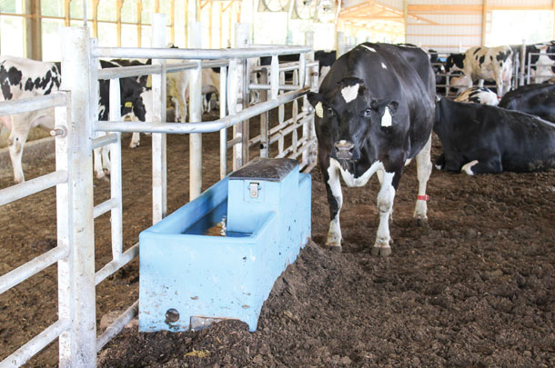 Waterer in a maternity pen has water guards