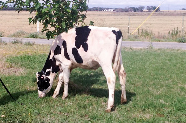 dairy calf