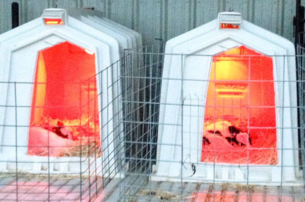 dairy calves in hutches