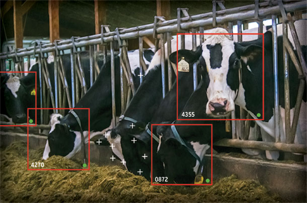 video image shows how long a cow is eating