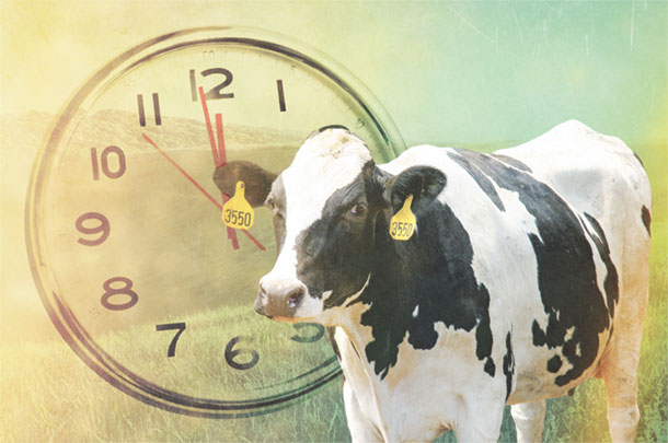 Timing of insemination