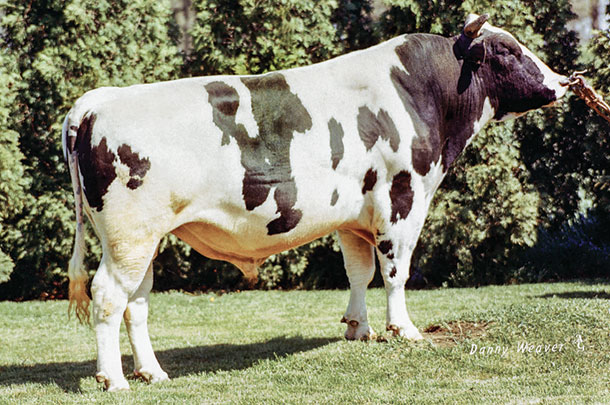 Holstein bull Pawnee Farm Arlinda Chief