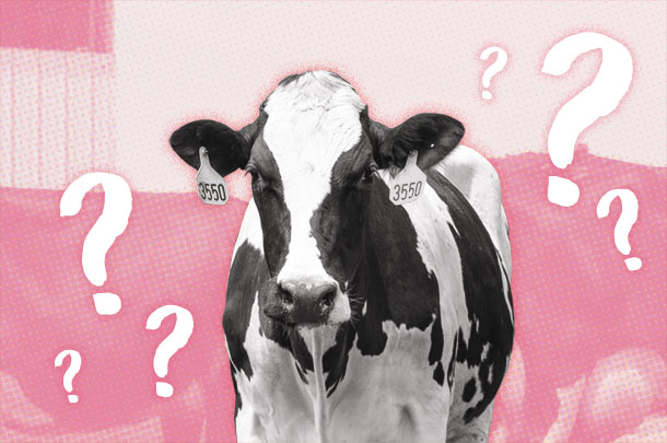 Why don't cows get pregnant