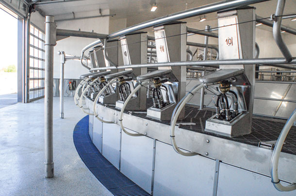 eight glass overhead doors, naturaly lighting fills the milking parlor
