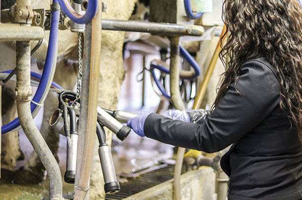 Researchers have found a majority of contamination around pen areas, with lower incidneces in milking parlor