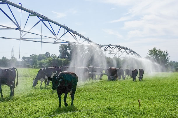 cow cooling with pivot irrigation