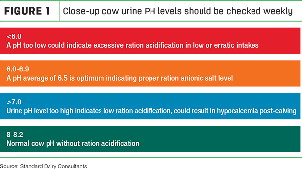 Close-up cow urine PH levels should be checked weekly