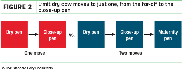 Limit dry cow moves to just one from the far-off to the close-up pen