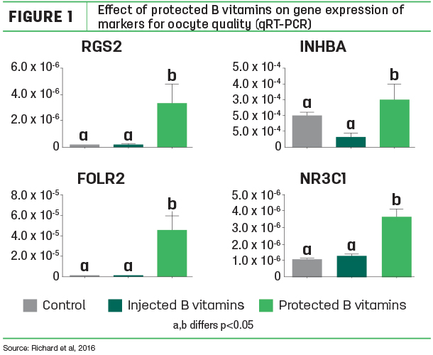 Effect of protected B vitamins on gene expression of markers for oocyte quality