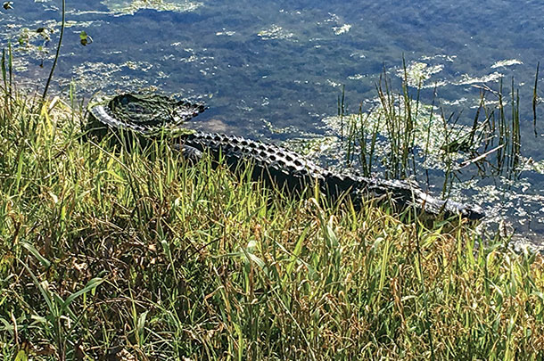 Wetlands is a natural habitat for alligators and many other animal and plant species