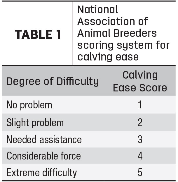 scoring system for calving ease
