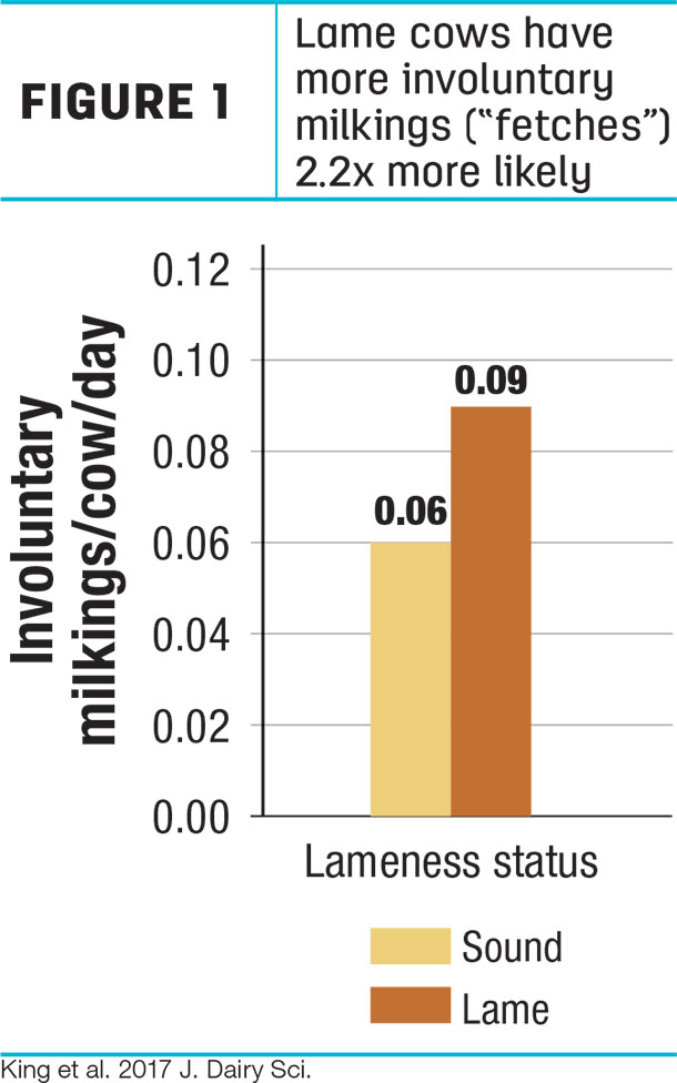 Lame cows have more involuntary milkings