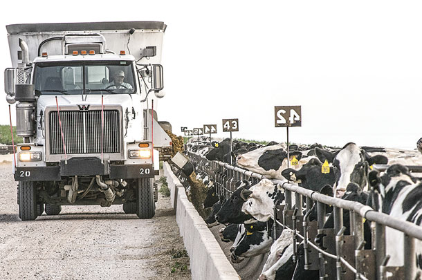 McClure feeds their heifers a TMR of triticale silage, sorghum silage, alfalfa hay, distillers grain and mineral