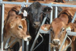 beef-dairy cross calf