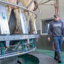 Ryan Hoffman monitoring milking