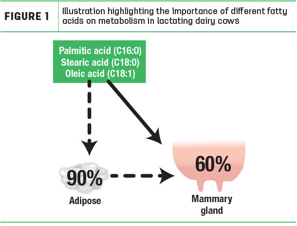Illustration highlighting the importance of different fatty acids on metabolism in lactating dairy cows