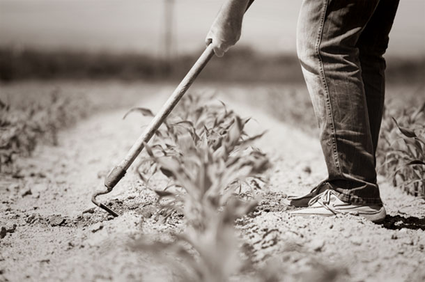 Hoeing weeds