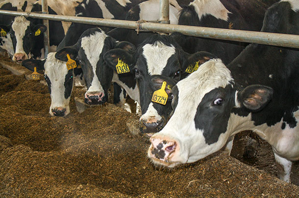With careful management, some dairies are able to maintain high levels of production despite overcrowding.