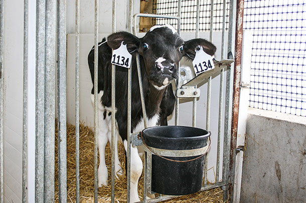 When treating scouring or dehydrated calves, remember 1-2-3: one bottle for scours, two bottles for moderate dehydration and three bottles for severe dehydration with appropriate products.