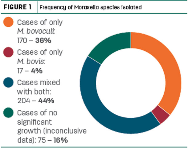 Frequency of Moraxella species isolated