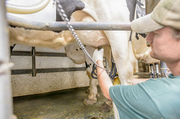 prepping udder for milking