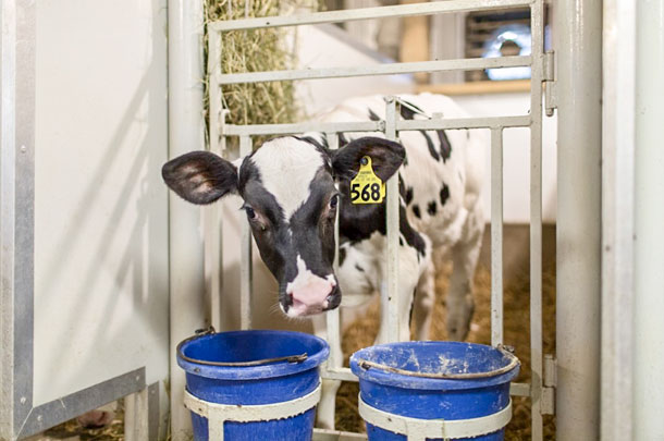 calf in individual pen
