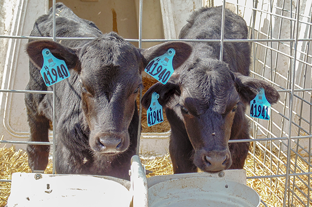Treat calves destined for the beef market with the same quality of care as a replacement heifer calf.