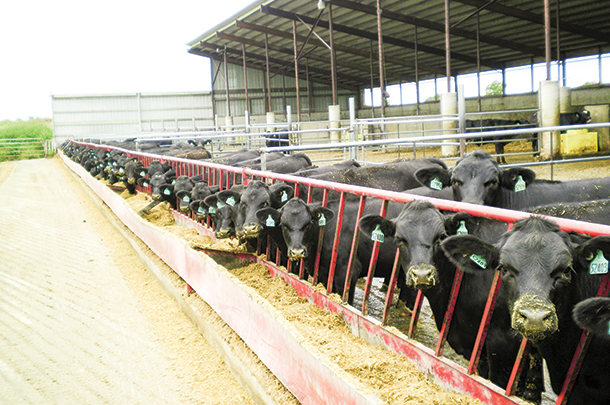 Selecting high-quality beef semen for use on Holstein females