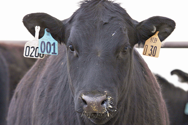 creating a black-hided cross adds value to bull calves