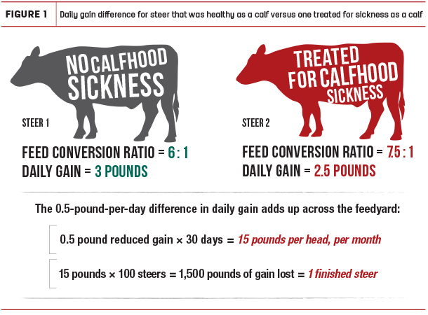 Daily gain difference for steer that was healthy as a calf versus one treated for sickness as a calf