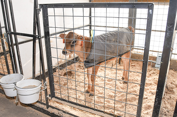 With genomics and the increased demand for semen from young, high-genetic-merit bulls, A.I. studs are moving bulls into production centers at an earlier age, at weaning or around 70 days of age. 