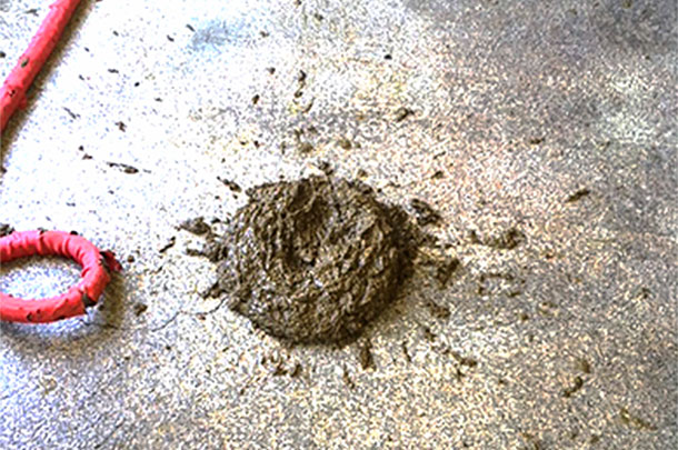 cow manure