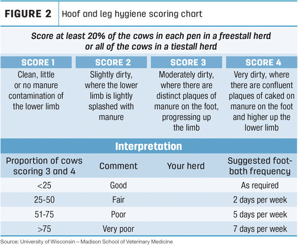 Cow cleanliness score/footbath frequency recommendation 