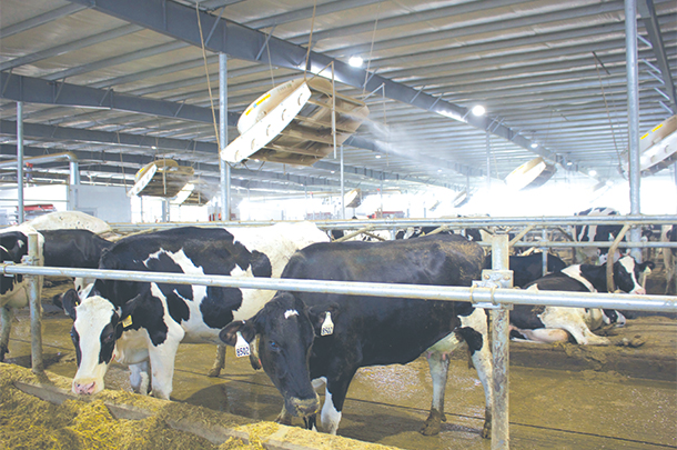 Cow-level cooling is provided by high-velocity recirculating fans and foggers over the cow beds.