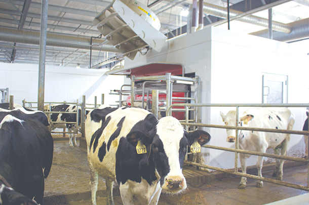 There are three robots in each 180-cow pen