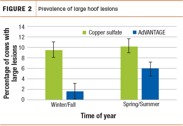 Prevalence of large hoof lesions