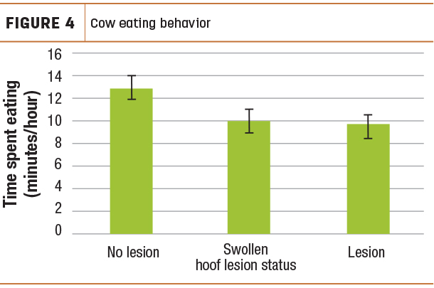 Cow eating behavior